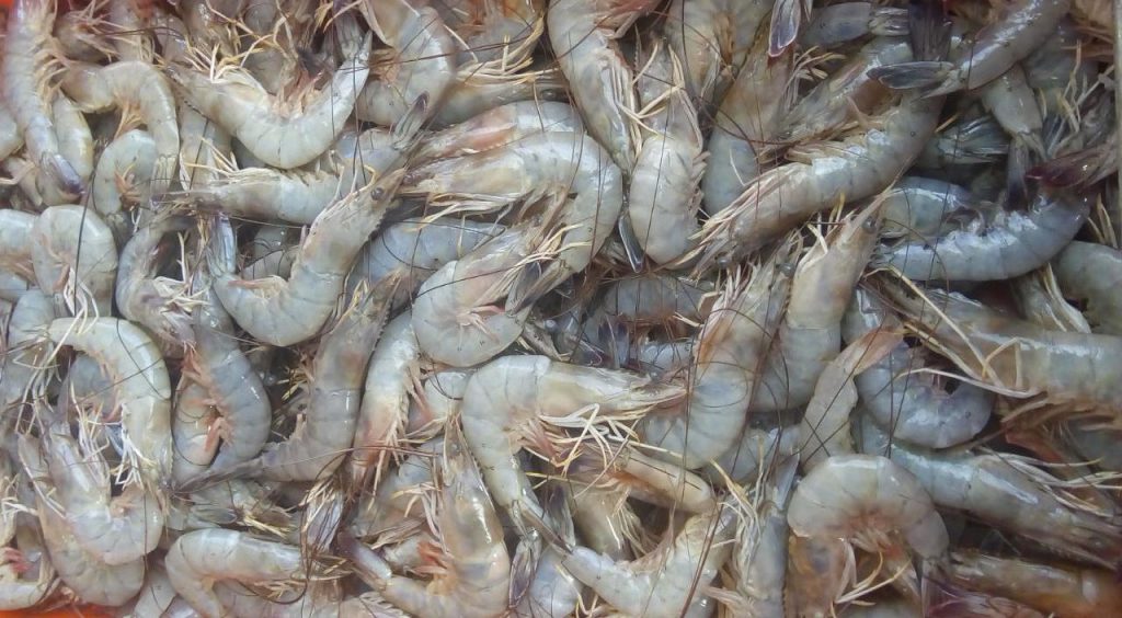 venta de camarones de mayoreo