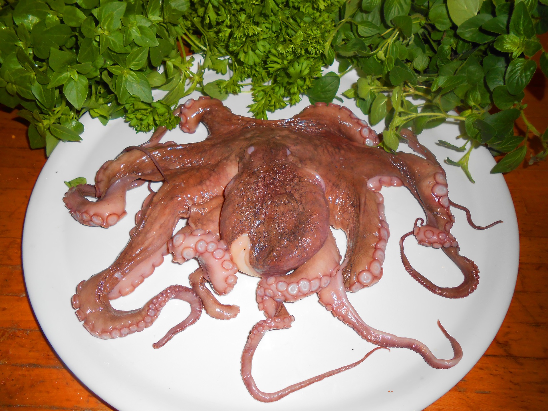 venta de pulpo de mayoreo